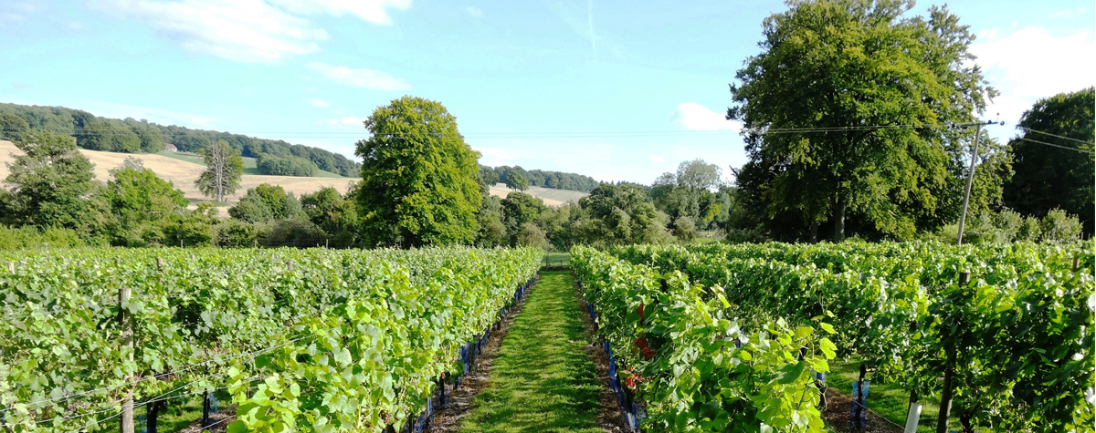 A model boutique winery